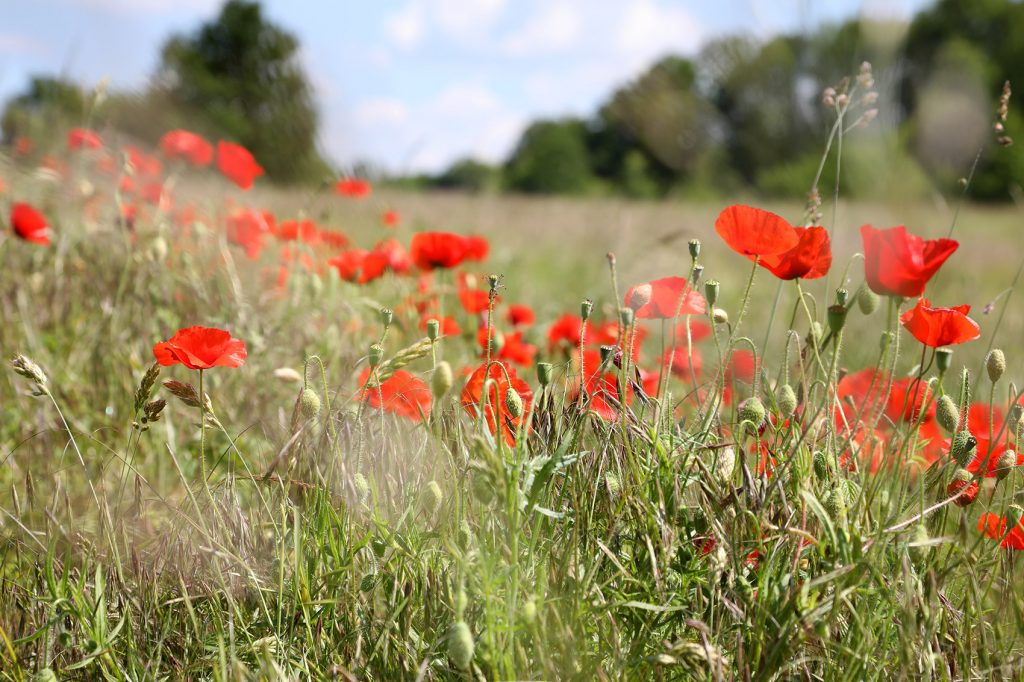 Coquelicot sur le causse