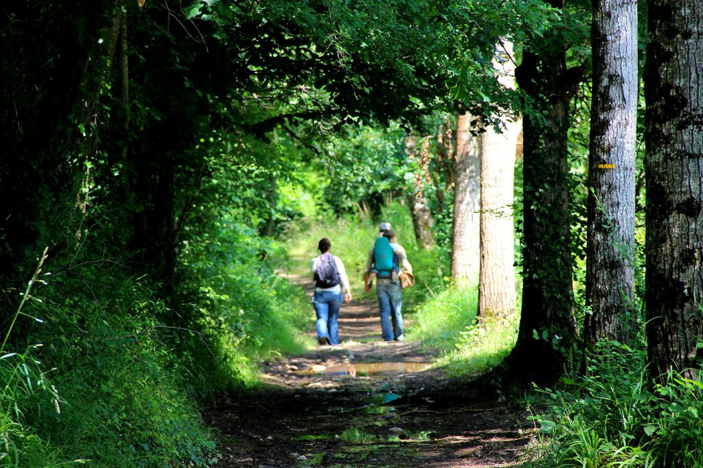 Passeggiata nella foresta