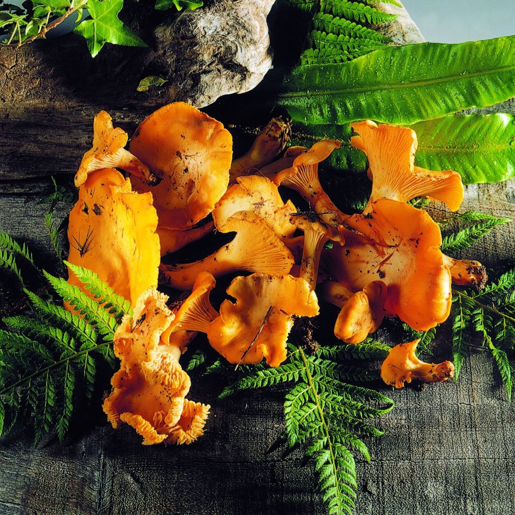 girolles champignons