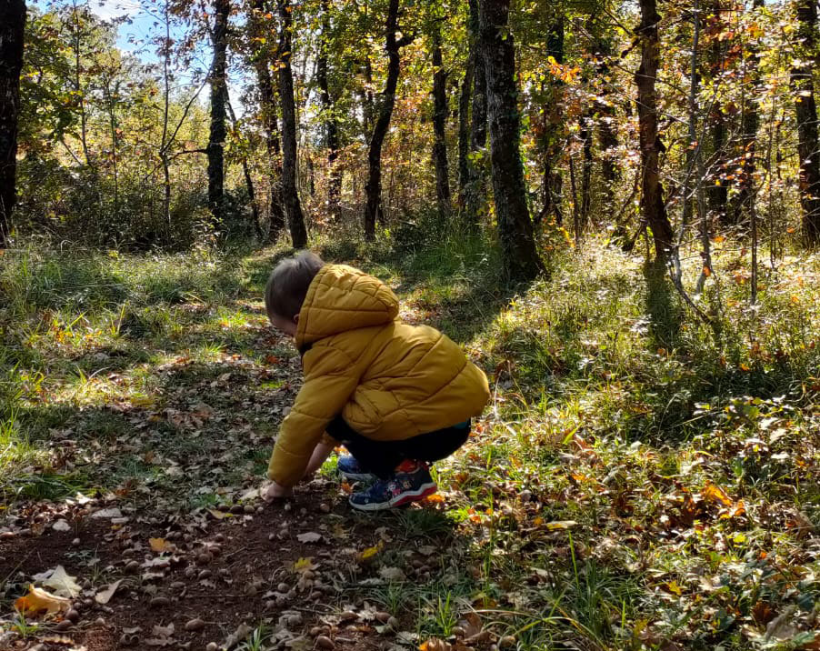 Passeggiata nella foresta