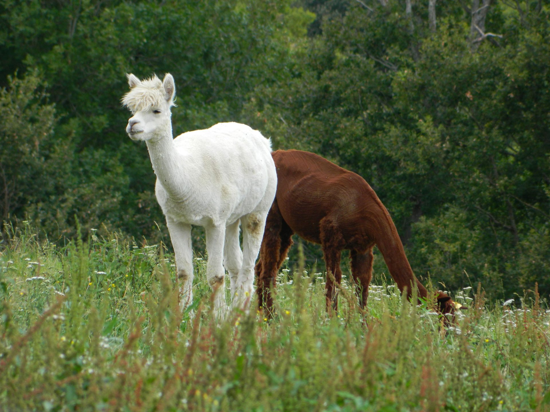 DuPrem Alpaca