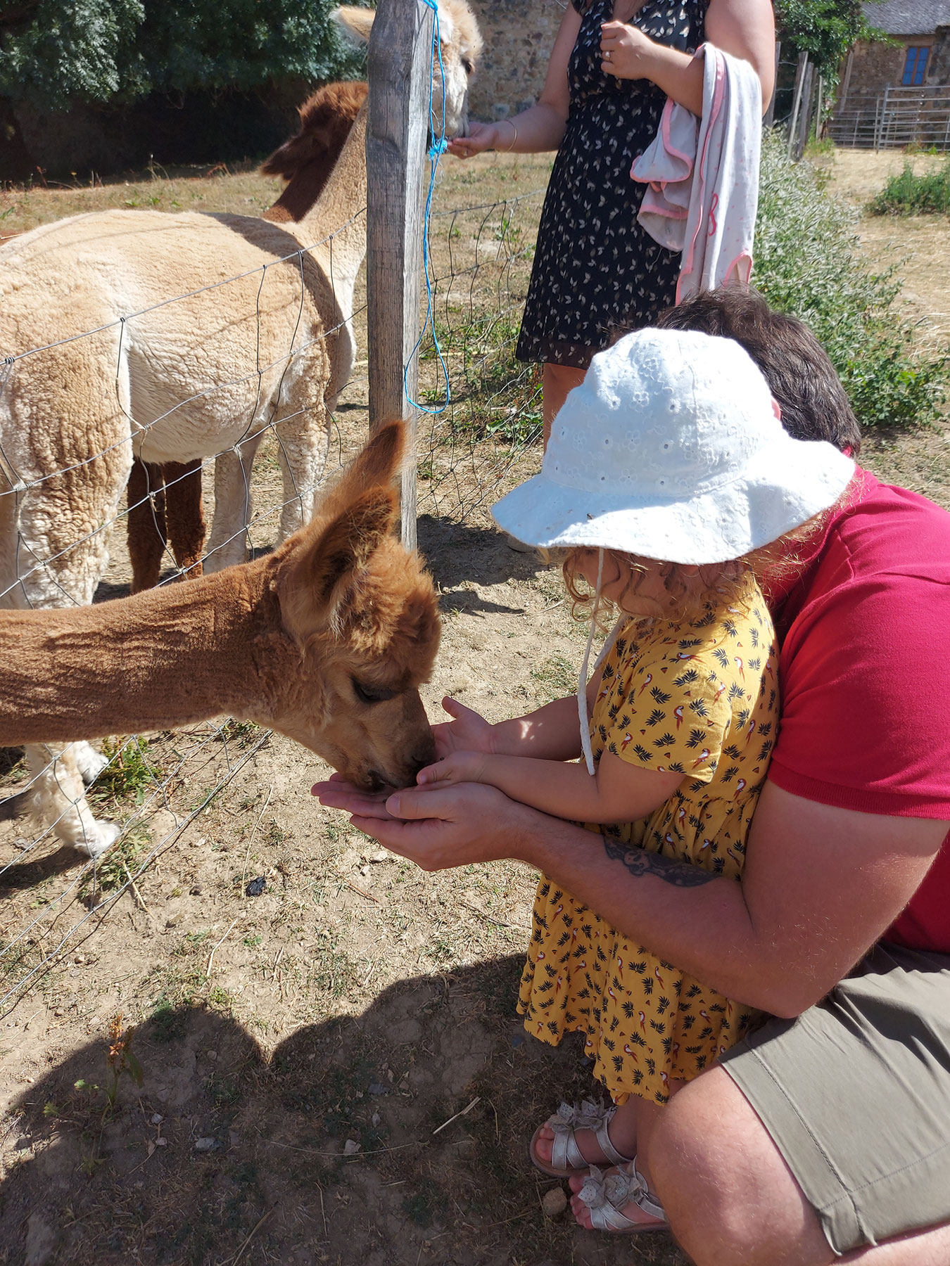 DuPrem Alpaca