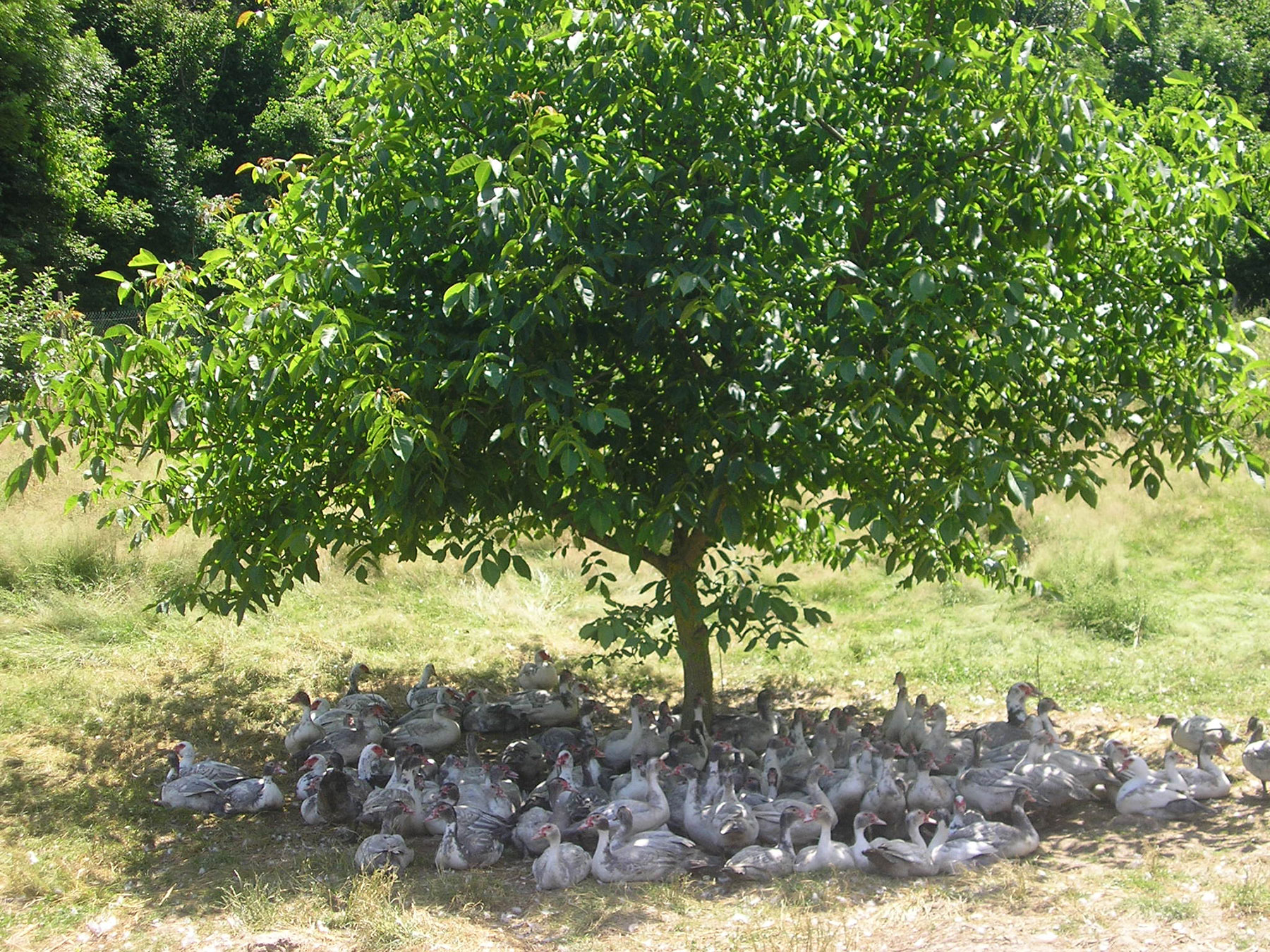 Jacques Carles boerderij, Monteils