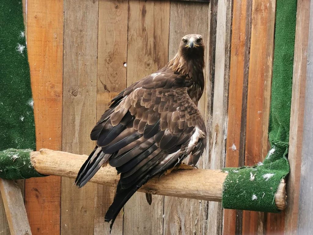 Cinderella, the golden eagle