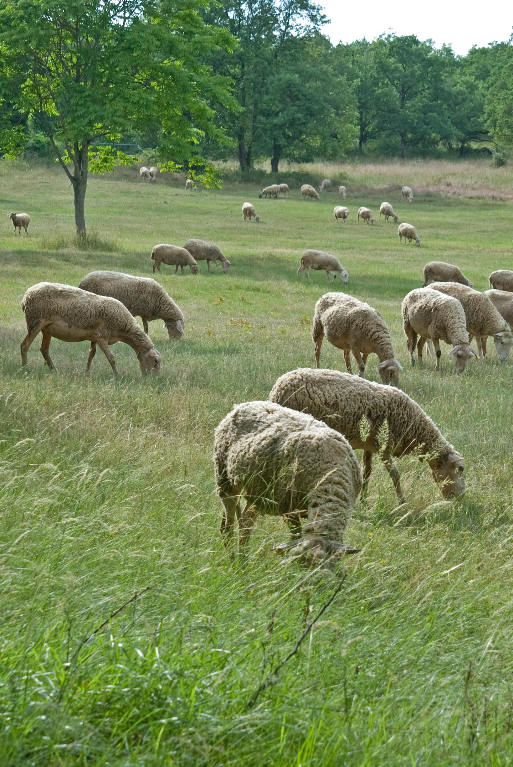 Schafe auf dem Causse von Villeneuve d'Aveyron