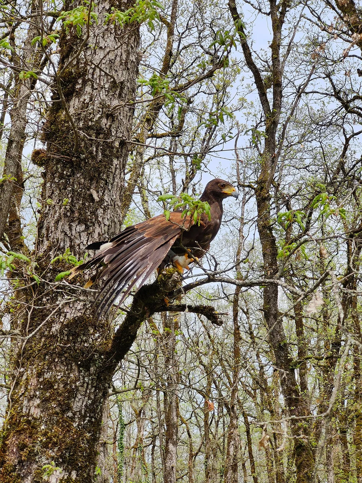 Harris's Hawk - Initiatie tot valkerij met de Horts of Walhalla