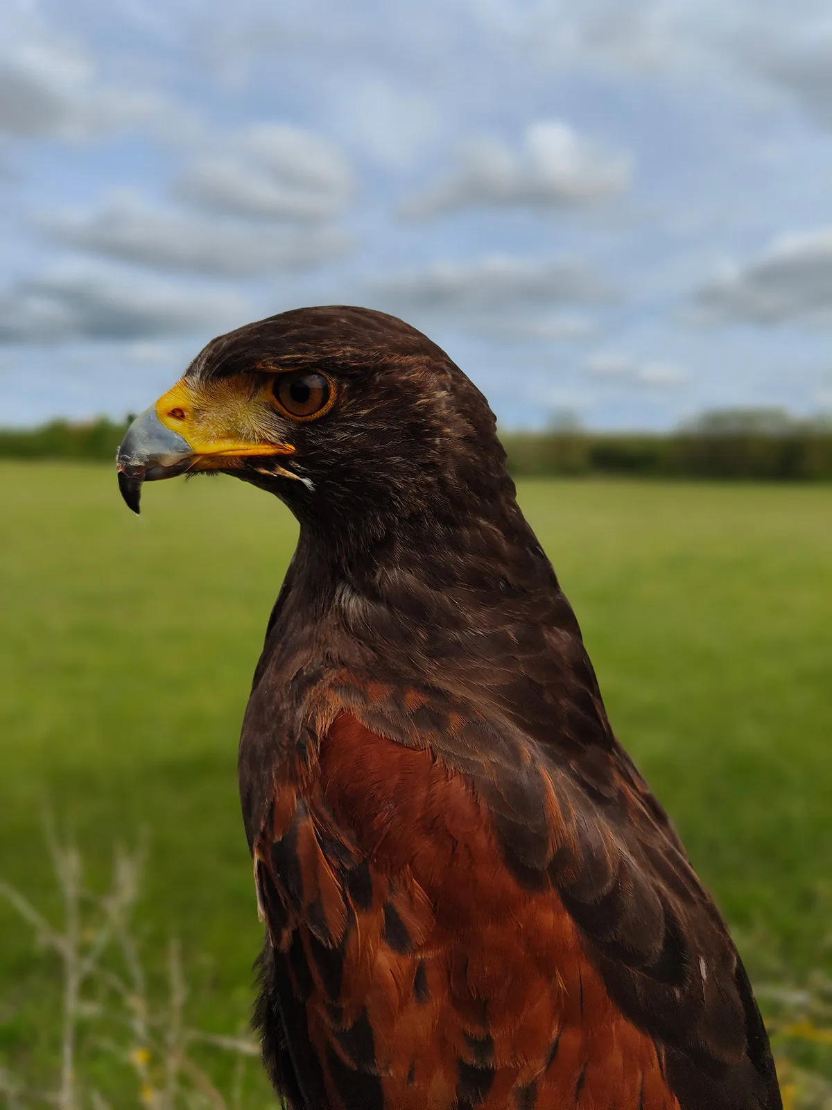 Harris's Hawk - Initiatie tot valkerij met de Horts of Walhalla