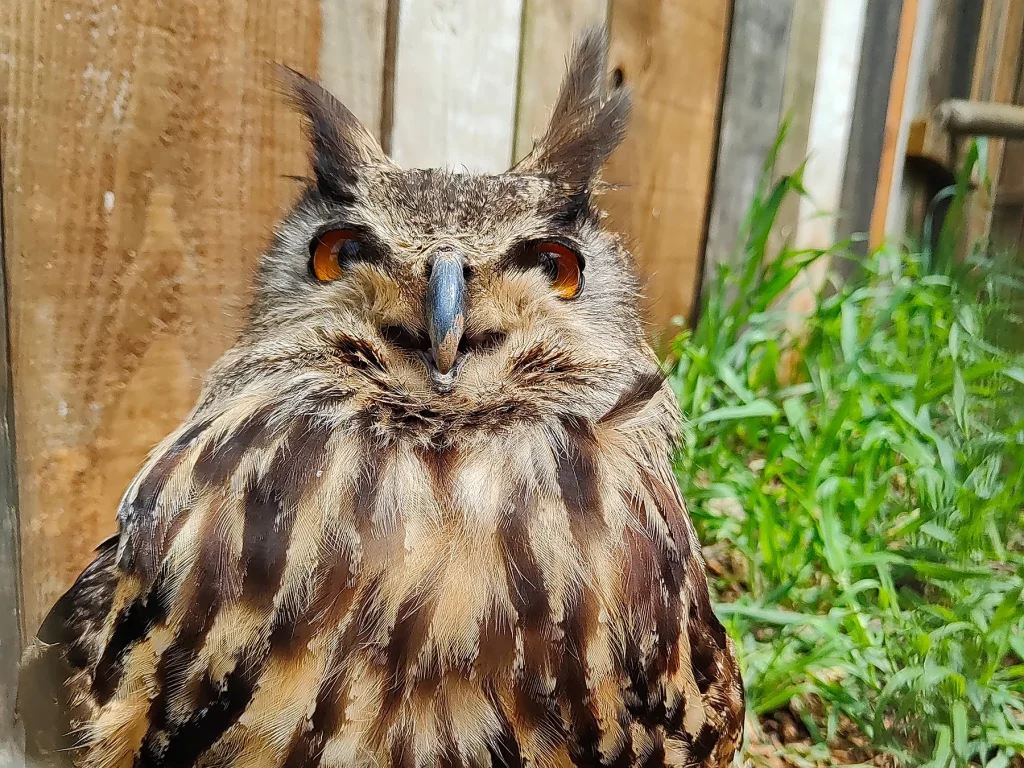 Vladimir, the eagle owl