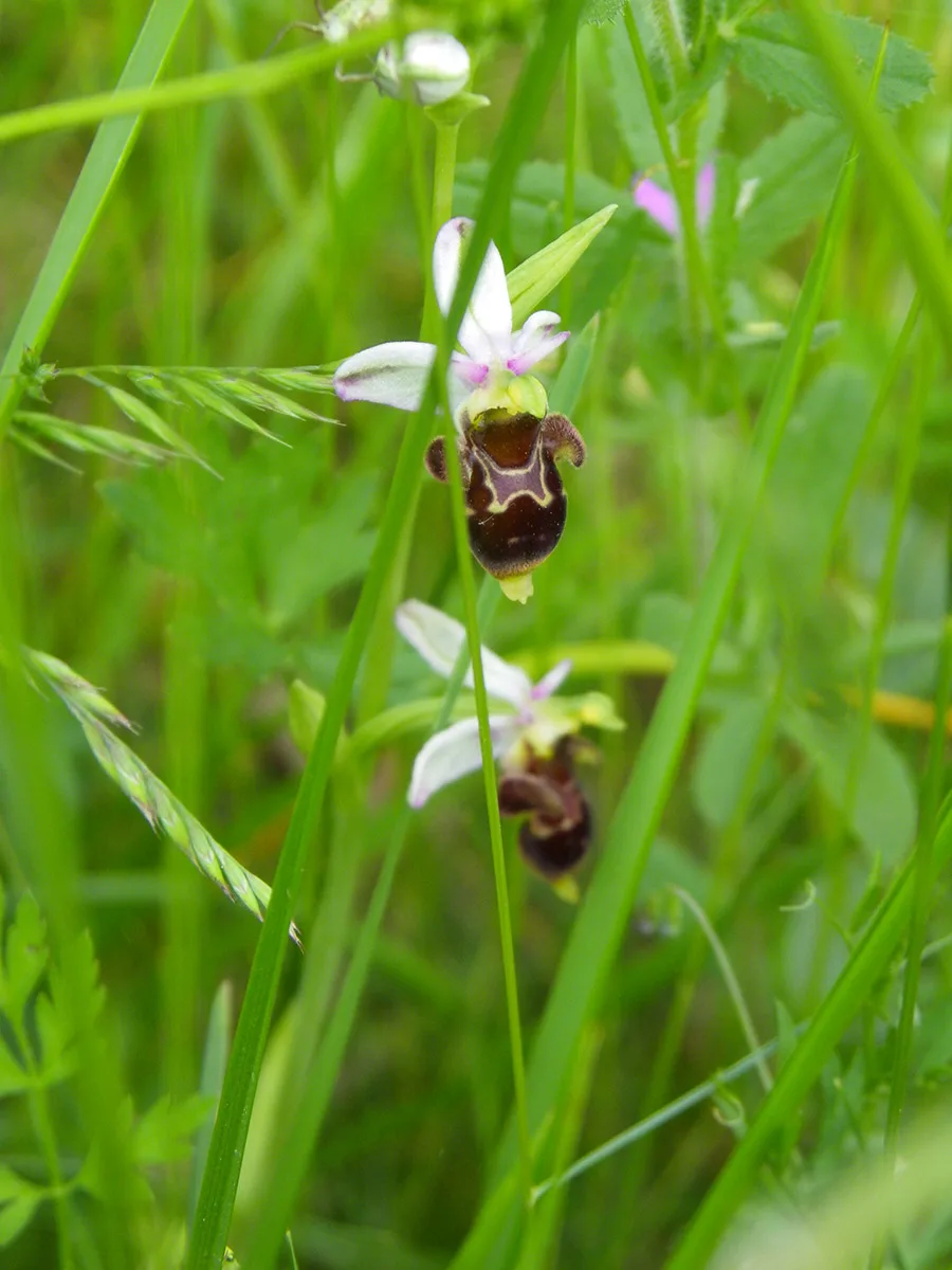 Ophrys-bij