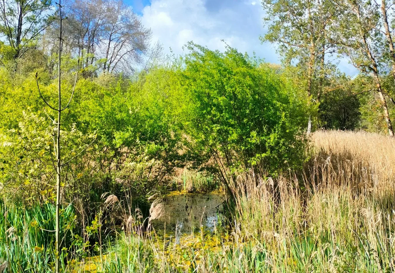 Marais de Montaris