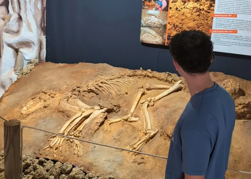Exposición temporal: leona cavernícola en la cueva de Foissac en Aveyron.