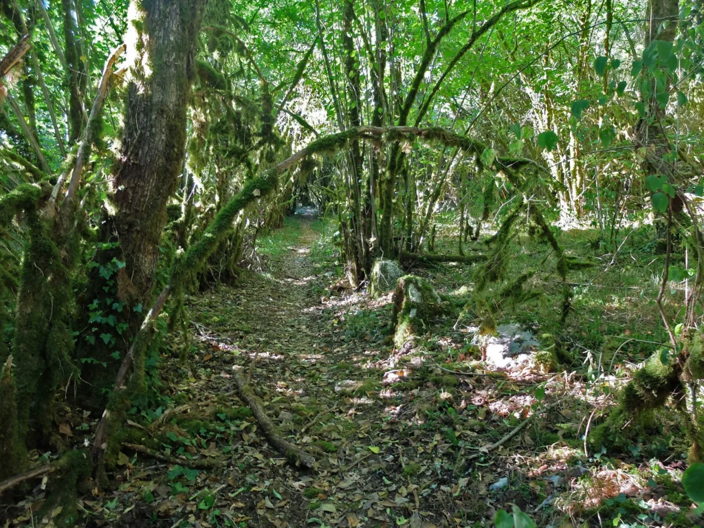 Chemin des buis à La Capelle Balaguier