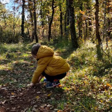 A walk in the woods