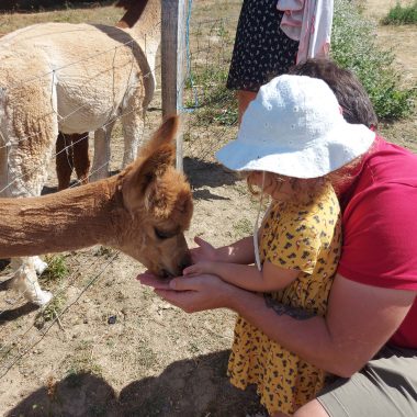 DuPrem Alpaca