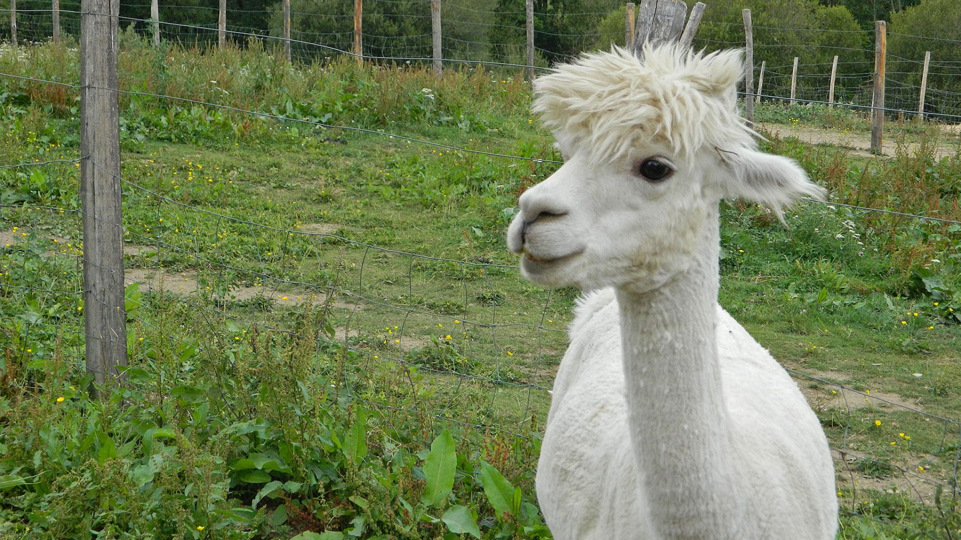 DuPrem Alpaca