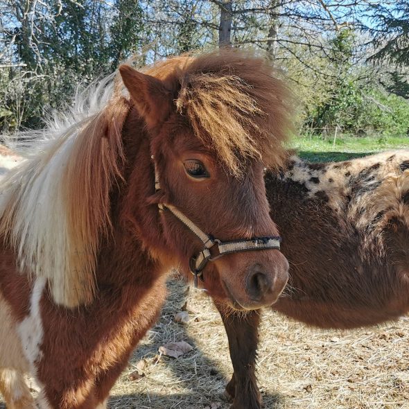 Poney, activité enfant