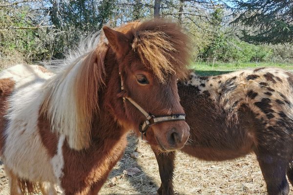 Pony, kinderactiviteit