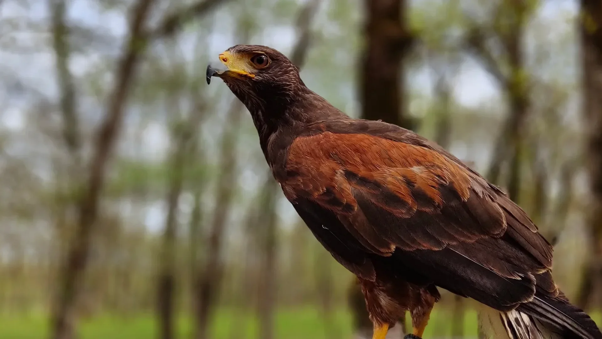 Introduzione alla falconeria con gli Horts di Walhalla