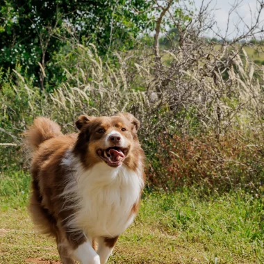 Reisen Sie mit Ihrem Hund in den Bastiden und Schluchten des Aveyron