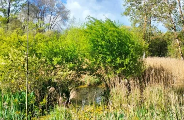 Marais de Montaris