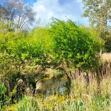 Montaris Marshes