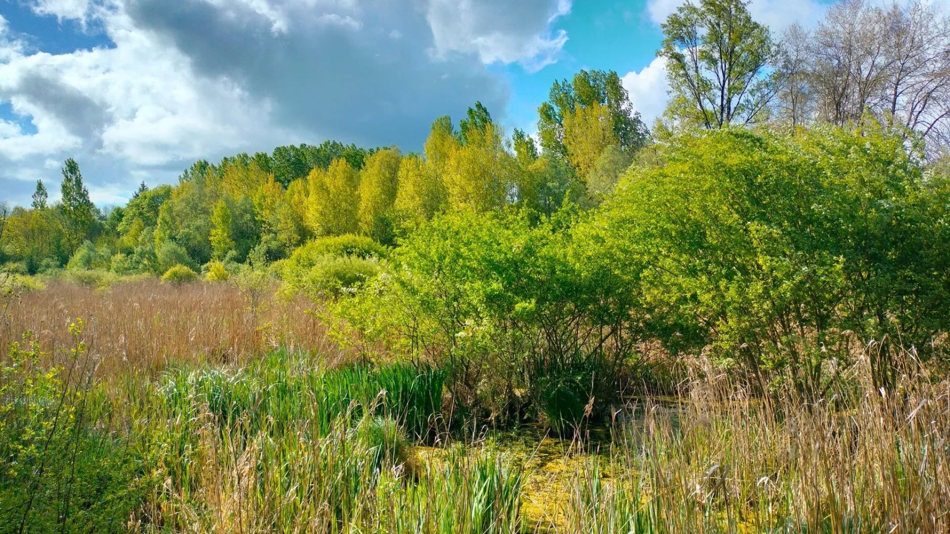 Marais de Montaris