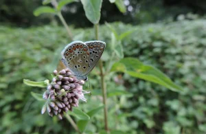 Papillon, Espaces Naturels Sensibles