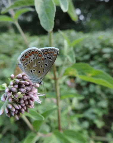Papillon, Espaces Naturels Sensibles