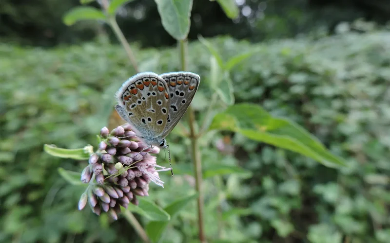 Papillon, Espaces Naturels Sensibles
