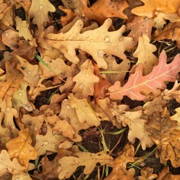 Feuille d'automne