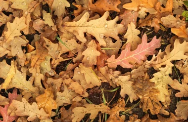 Feuille d'automne